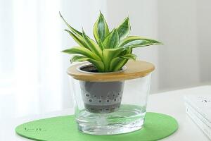 虎皮蘭可以水培嗎，虎皮蘭水培生根方法"