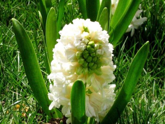 好看的風(fēng)信子圖片欣賞，姿色優(yōu)美，色彩艷麗"