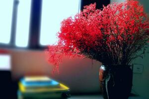 紅色滿天星花語(yǔ)含義，關(guān)心照料/不可或缺的配角"