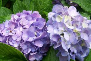 繡球花有毒嗎，繡球花可以放室內(nèi)嗎"