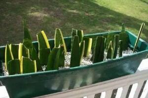 虎皮蘭怎么扦插，虎皮蘭的繁殖方法"