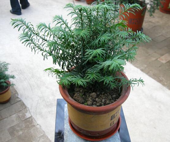 如何養(yǎng)紅豆杉，土壤要豐富營養(yǎng)/肥水相結(jié)合"