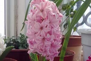 風(fēng)信子什么時(shí)候開花，風(fēng)信子開花后怎么處理"