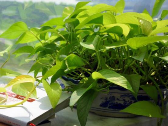 綠蘿葉子枯萎怎么辦，四種原因以及解決辦法"