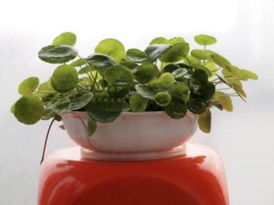 銅錢(qián)草的養(yǎng)殖方法和注意事項(xiàng)，老農(nóng)總結(jié)八大基本方法"