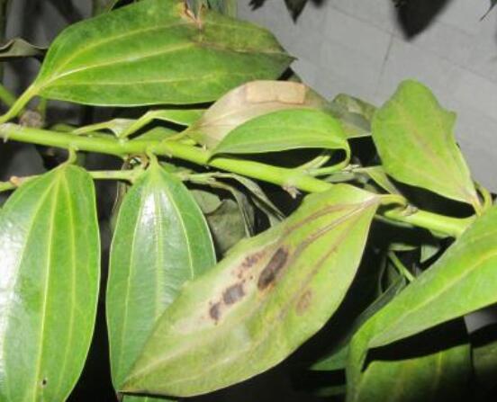 平安樹葉子發(fā)黑是怎么回事，三種原因以及解決方法"