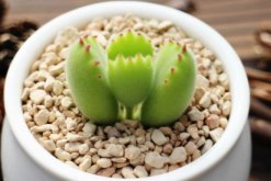 熊童子夏季怎么養(yǎng)，熊童子夏季養(yǎng)殖5大要點(diǎn)"