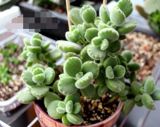 熊童子扦插技巧，五個(gè)簡(jiǎn)單小步驟一學(xué)就會(huì)"