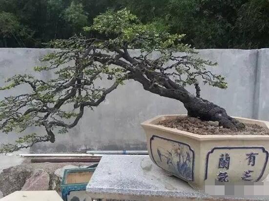 九里香盆栽的養(yǎng)殖方法，老農(nóng)總結(jié)五點(diǎn)最實(shí)用的養(yǎng)殖方法"