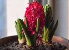 土培水仙花的養(yǎng)殖方法，栽種溫度時間最重要"