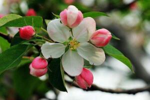 海棠花有哪些品種，海棠花品種大全大圖"