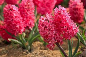 風(fēng)信子有什么藥用價(jià)值，風(fēng)信子的功效與作用"