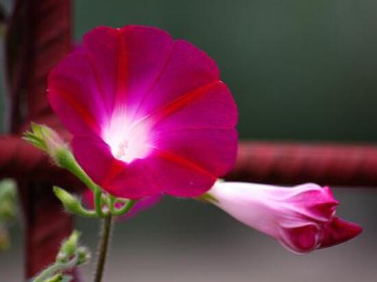 牽?；ǖ姆N植方法，教你簡(jiǎn)單易學(xué)的四種基本步驟"