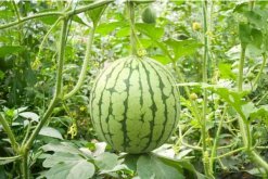 西瓜的種植技術(shù)，可以通過以下4步進(jìn)行"