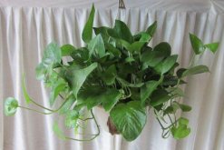 綠蘿葉子卷曲怎么處理，控制溫度以及光照是關(guān)鍵"