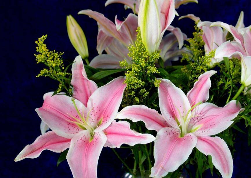 百合花怎么養(yǎng)水里，水培的4個注意事項"