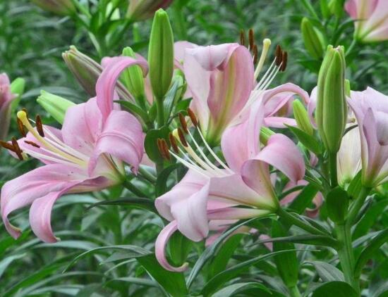 百合花放在室內(nèi)有毒嗎，花香導(dǎo)致失眠、惡心，煩亂(無毒)"