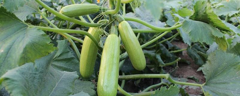 茄瓜是西葫蘆嗎"