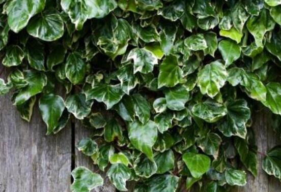 常春藤葉子干枯怎么辦，做好這五點即可恢復生機"