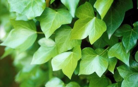 常春藤葉片干枯怎么辦，四種原因以及解決方法"