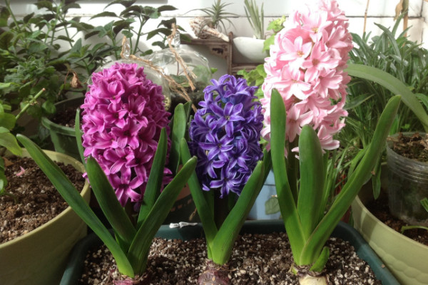 風信子開完花后怎么處理，包裹冷藏來年煥活復花"