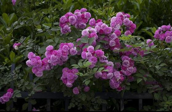 藤本月季和薔薇的區(qū)別，刺大的是藤本月季（三種區(qū)別方法）"