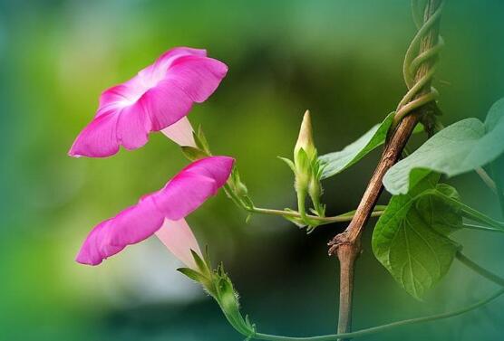 牽?；ㄓ卸締幔瑺颗；梢栽谑覂?nèi)養(yǎng)嗎