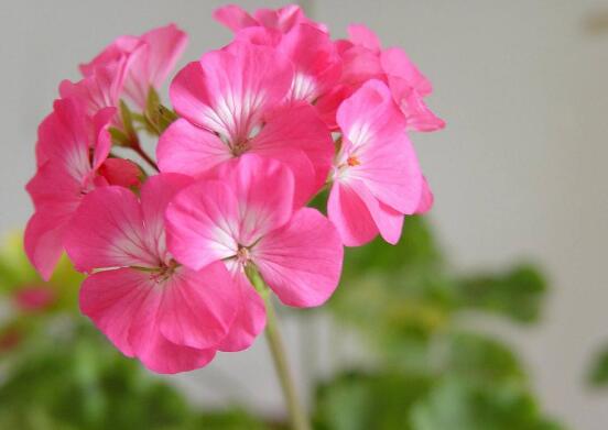 天竺葵爛根怎么辦，天竺葵爛根解決辦法"