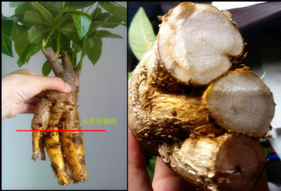 發(fā)財樹水培方法圖解