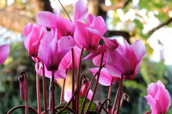 仙客來的種子如何采摘，在五月份成熟時(shí)收獲"