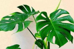 龜背竹哪個(gè)品種好看，推薦以下5個(gè)品種"