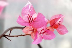 三角梅養(yǎng)殖方法，養(yǎng)殖三角梅的五個要點"