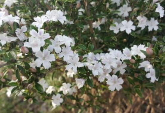 六月雪哪個品種最貴，屬金邊六月雪當之無愧"