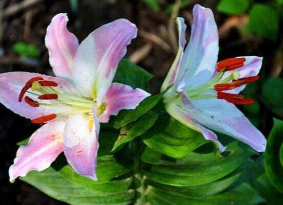 香水百合種植方法，教你四個簡單要點存活率百分百"