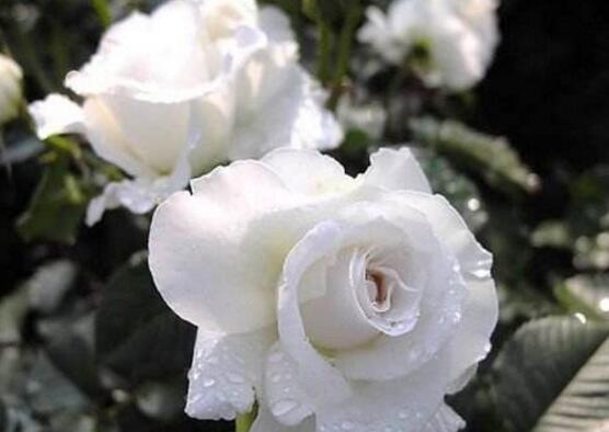 薔薇花什么時(shí)候施肥，薔薇花做到薄肥勤施原則"