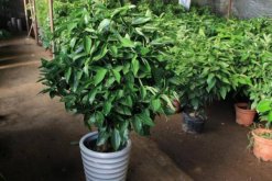 平安樹(shù)怎么扦插繁殖，五步教你簡(jiǎn)單學(xué)會(huì)"