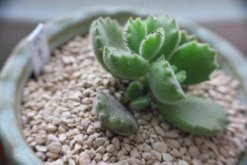 熊童子扦插圖解，4步即可完成熊童子的扦插