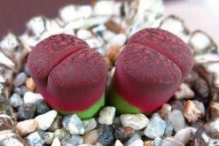 生石花怎么養(yǎng)不徒，保證光照并合理施肥"