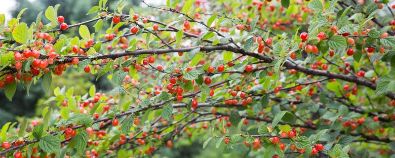 車厘子樹先開花還是先長葉"