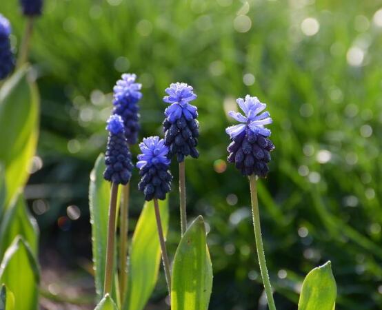 風信子夏季怎么處理，養(yǎng)護球莖/置于陰涼通風位置"