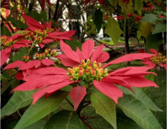 一品紅爛根怎么辦，一品紅爛根解決辦法"