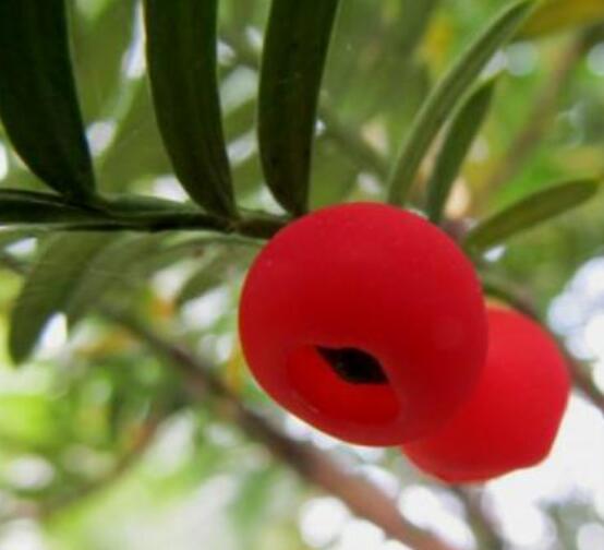 東北紅豆杉與南方紅豆杉有什么區(qū)別，介紹最簡單的三種區(qū)別方法"