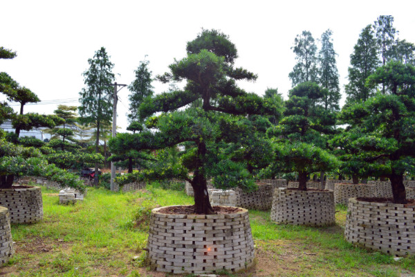 如何鑒別羅漢松的品種，短葉羅漢松較為常見