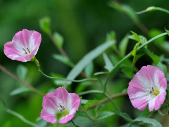 牽?；ㄓ袔追N顏色，不同品種不同顏色(花色豐富)"
