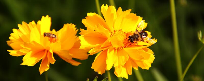 春天種植的植物"