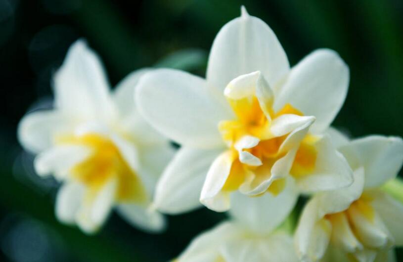 水仙花如何澆水，養(yǎng)殖方法不同澆水方法也不同"