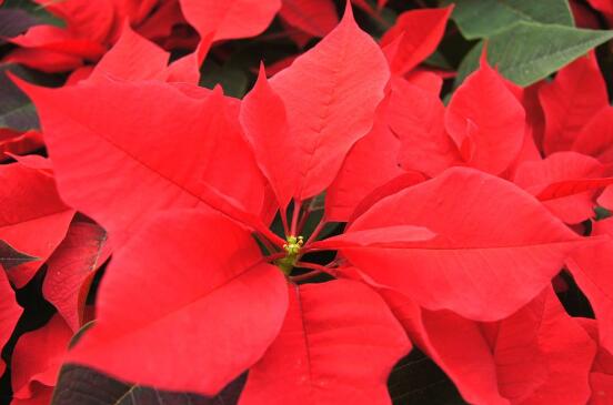 一品紅怎么養(yǎng)，一品紅養(yǎng)殖方法"