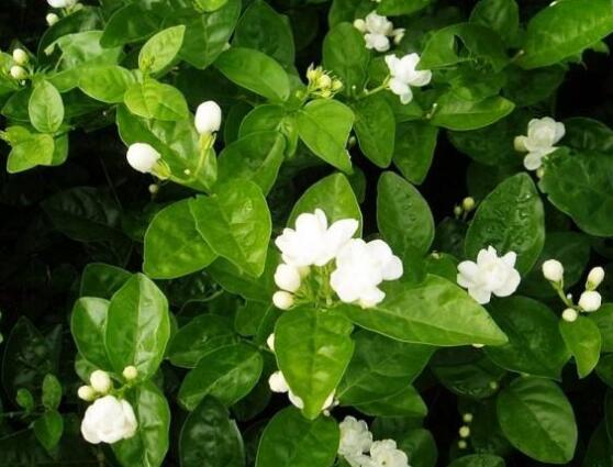 虎頭茉莉怎么施肥，4個(gè)小技巧解決施肥疑難問題"