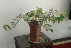 常春藤怎么養(yǎng)護(hù)，日常養(yǎng)護(hù)5大要點(diǎn)"