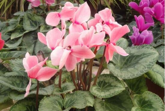 仙客來(lái)葉子蔫了怎么辦，主要由最直觀三種原因?qū)е?